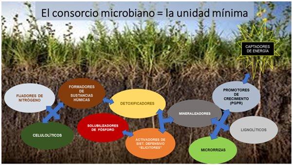 Consorcios microbianos y bio-control equilibrado de plagas y enfermedades - Image 3