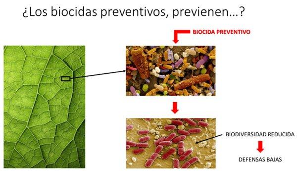 Consorcios microbianos y bio-control equilibrado de plagas y enfermedades - Image 4