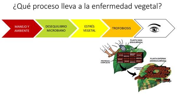 Consorcios microbianos y bio-control equilibrado de plagas y enfermedades - Image 2