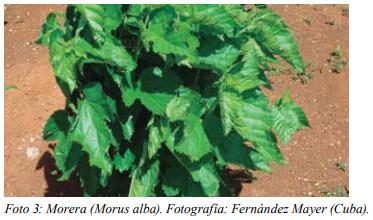 Especies arbóreas y arbustivas más utilizadas en la alimentación de rumiantes Arbustos y especies arbóreas - Image 14
