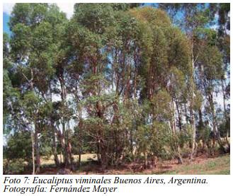 Especies arbóreas y arbustivas más utilizadas en la alimentación de rumiantes Arbustos y especies arbóreas - Image 39