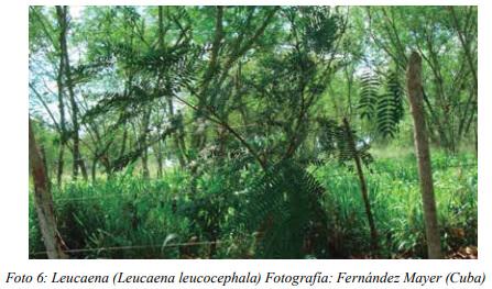 Especies arbóreas y arbustivas más utilizadas en la alimentación de rumiantes Arbustos y especies arbóreas - Image 27