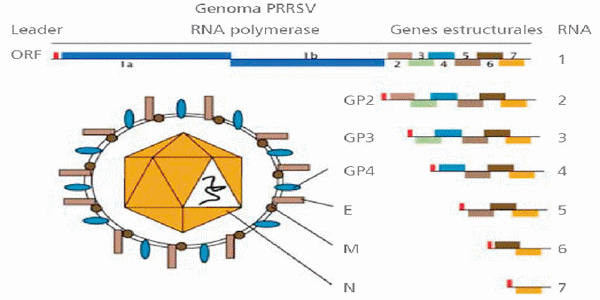 Biotecnología: Una arma eficaz ante el reto del vPRRS (Parte I) - Image 4