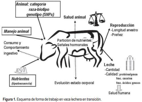 Avances en el conocimiento de la vaca lechera durante el período de transición en Uruguay: un enfoque multidisciplinario - Image 1