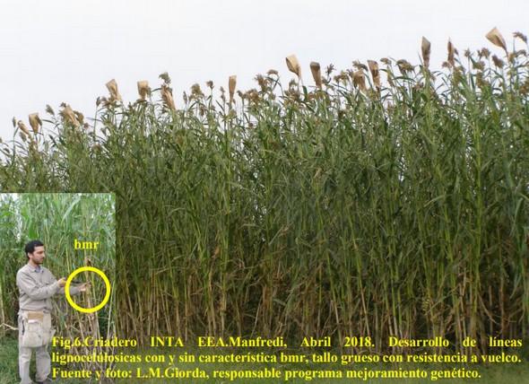 Biomasa Energética de Sorgo en Ubajay (Entre Ríos). INTA Manfredi y el Sorgo: Nuevos Desarrollos - Image 7
