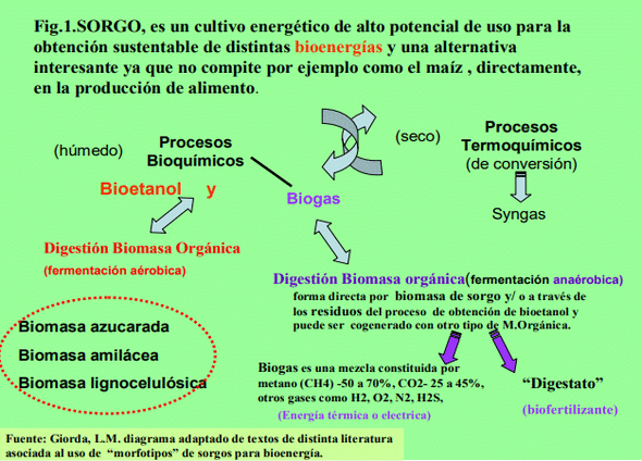 Biomasa Energética de Sorgo en Ubajay (Entre Ríos). INTA Manfredi y el Sorgo: Nuevos Desarrollos - Image 4