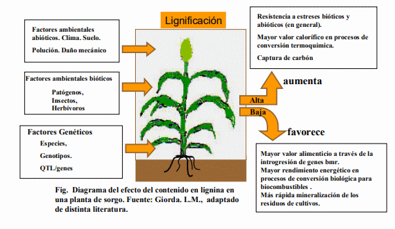 Biomasa Energética de Sorgo en Ubajay (Entre Ríos). INTA Manfredi y el Sorgo: Nuevos Desarrollos - Image 3