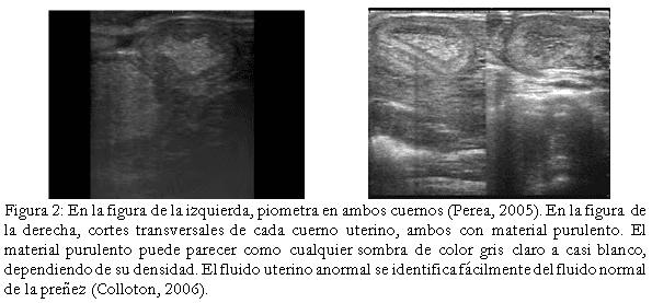 Diagnóstico de anomalías reproductivas vía ecografía en bovinos. - Image 2