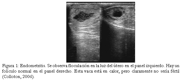 Diagnóstico de anomalías reproductivas vía ecografía en bovinos. - Image 1