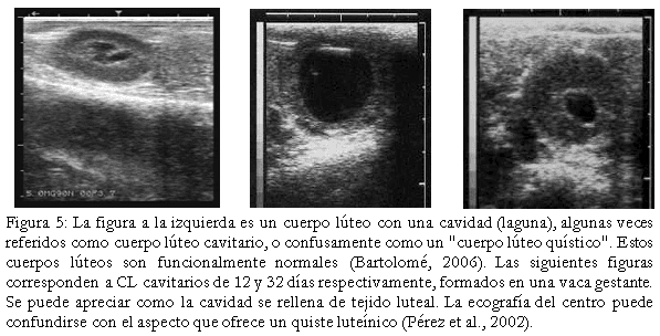 Diagnóstico de anomalías reproductivas vía ecografía en bovinos. - Image 5
