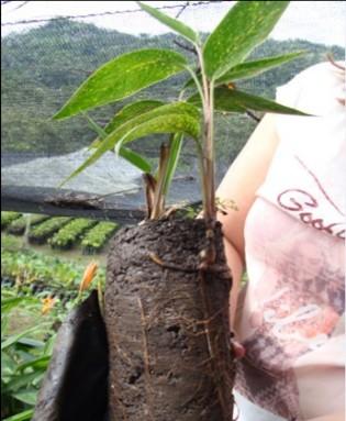 Cacao: Cadmio y Biorremediacion - Image 11