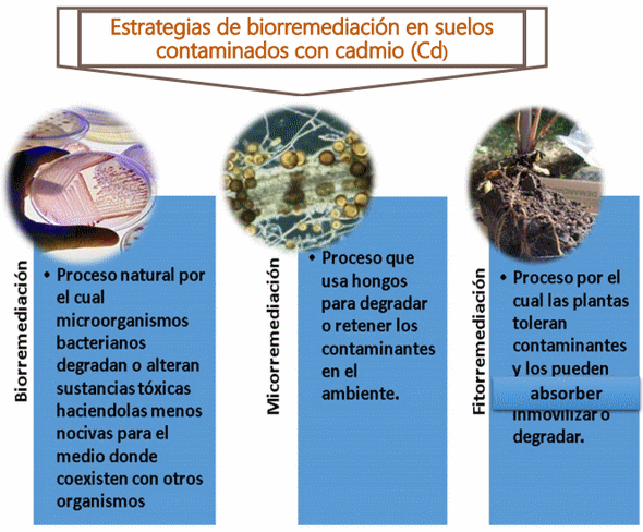 Cacao: Cadmio y Biorremediacion - Image 7