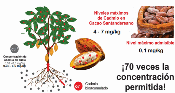 Cacao: Cadmio y Biorremediacion - Image 4