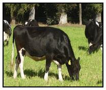 Sectores críticos en el ciclo de vida de la hembra bovina tipo leche; cuidados biotécnicos y manejo para el buen desarrollo, salud, bienestar y productividad - Image 2