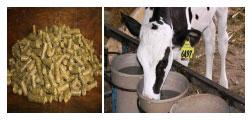 Sectores críticos en el ciclo de vida de la hembra bovina tipo leche; cuidados biotécnicos y manejo para el buen desarrollo, salud, bienestar y productividad - Image 12