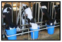 Sectores críticos en el ciclo de vida de la hembra bovina tipo leche; cuidados biotécnicos y manejo para el buen desarrollo, salud, bienestar y productividad - Image 11