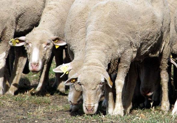 Toxemia de la preñez en ovejas - Image 1