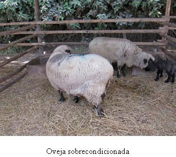 Toxemia de la preñez en ovejas - Image 3