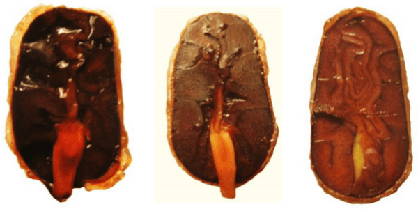Características germinativas de semillas de Theobroma cacao L. (Malvaceae) “cacao” - Image 3
