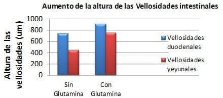 Utilización de aminoácidos condicionalmente esenciales en dietas iniciales de aves: Glutamina y ácido glutámico - Image 4