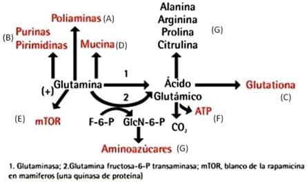 Utilización de aminoácidos condicionalmente esenciales en dietas iniciales de aves: Glutamina y ácido glutámico - Image 1