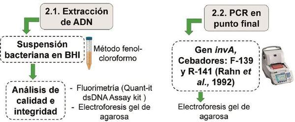 Caracterización genómica de una cepa de Salmonella enterica subsp. enterica serotipo Infantis, aislado en pollos procedentes de una granja del sur chico de Perú - Image 2