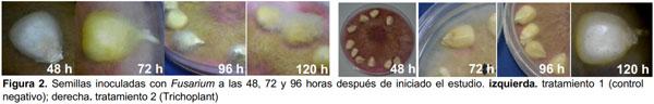 Protección de semillas de maíz contra el ataque de Fusarium moniliforme, Aspergillus flavus, Sclerotium sp., y Rhizoctonia solani - Image 4