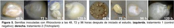 Protección de semillas de maíz contra el ataque de Fusarium moniliforme, Aspergillus flavus, Sclerotium sp., y Rhizoctonia solani - Image 7