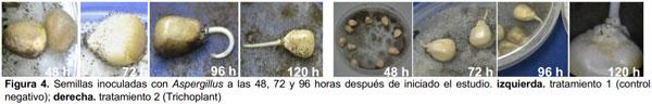 Protección de semillas de maíz contra el ataque de Fusarium moniliforme, Aspergillus flavus, Sclerotium sp., y Rhizoctonia solani - Image 6