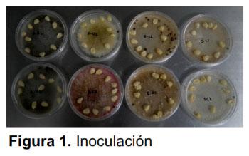 Protección de semillas de maíz contra el ataque de Fusarium moniliforme, Aspergillus flavus, Sclerotium sp., y Rhizoctonia solani - Image 1