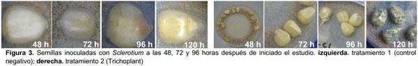 Protección de semillas de maíz contra el ataque de Fusarium moniliforme, Aspergillus flavus, Sclerotium sp., y Rhizoctonia solani - Image 5