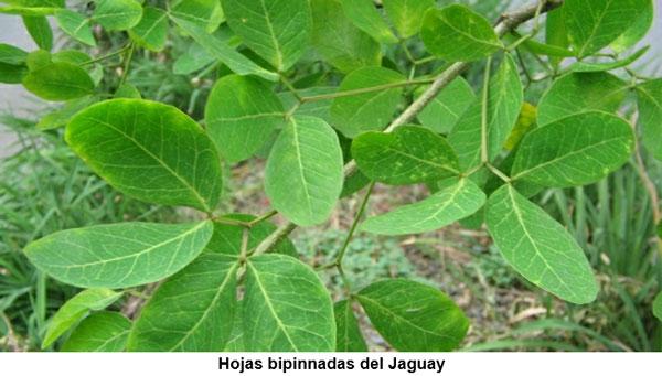 Bondades nutricionales del árbol Jaguay (Pithecellobium dulce), nativo del trópico seco guatemalteco - Image 1