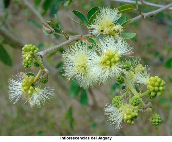 Bondades nutricionales del árbol Jaguay (Pithecellobium dulce), nativo del trópico seco guatemalteco - Image 4
