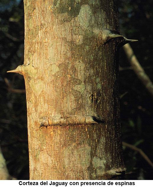 Bondades nutricionales del árbol Jaguay (Pithecellobium dulce), nativo del trópico seco guatemalteco - Image 6