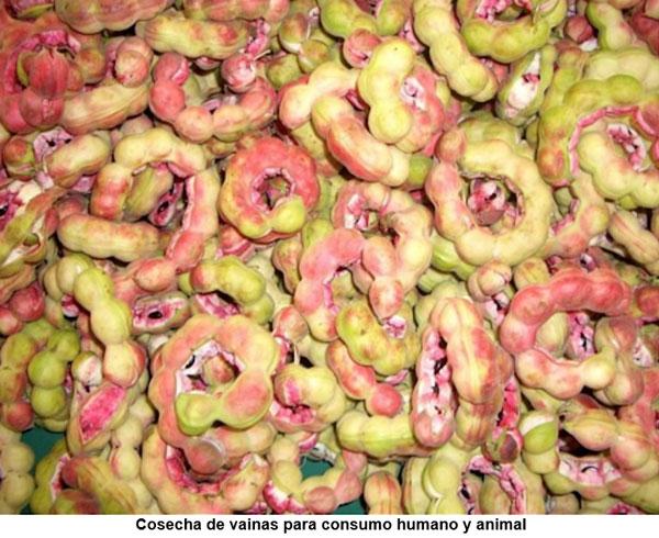 Bondades nutricionales del árbol Jaguay (Pithecellobium dulce), nativo del trópico seco guatemalteco - Image 5