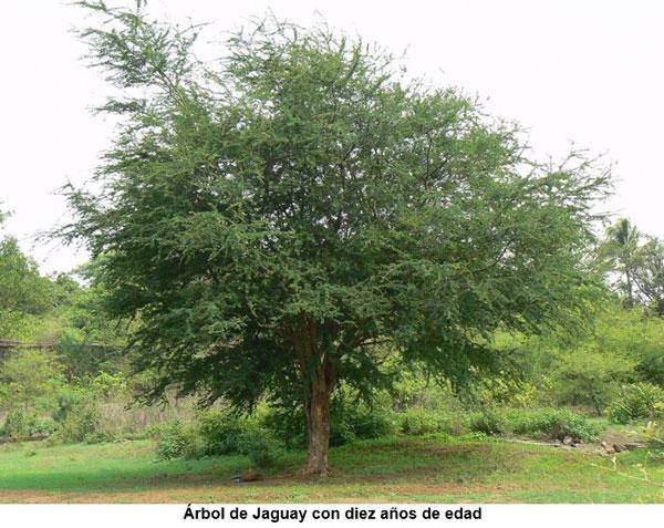 Bondades nutricionales del árbol Jaguay (Pithecellobium dulce), nativo del trópico seco guatemalteco - Image 3