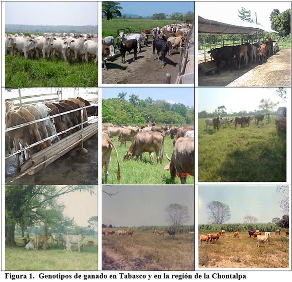 Estrategias de suplementación de animales en pastoreo para la producción de carne y de leche. Primera Parte. - Image 2