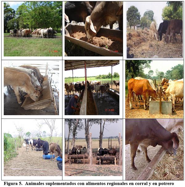 Estrategias de suplementación de animales en pastoreo para la producción de carne y de leche. Segunda Parte. - Image 9