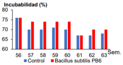 Efecto de la suplementación de Bacillus subtilis PB6 en los parámetros productivos de reproductoras pesadas - Image 6