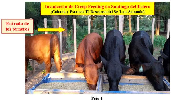 Rol del creep-feeding, creep-grazing, destete precoz y primera recría (destete anticipado) en un campo de cría vacuna - Image 4