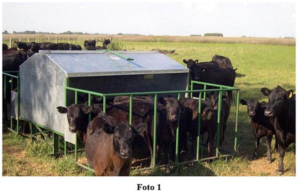 Rol del creep-feeding, creep-grazing, destete precoz y primera recría (destete anticipado) en un campo de cría vacuna - Image 1