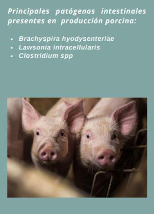 Fitobióticos para controlar la ileítis porcina - Image 2