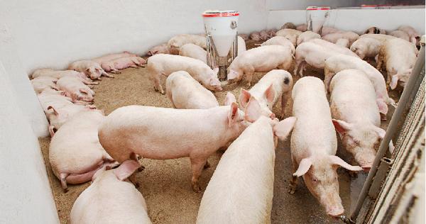 Nutrición en cerdos: lo que debemos saber de la etapa de ceba - Image 1
