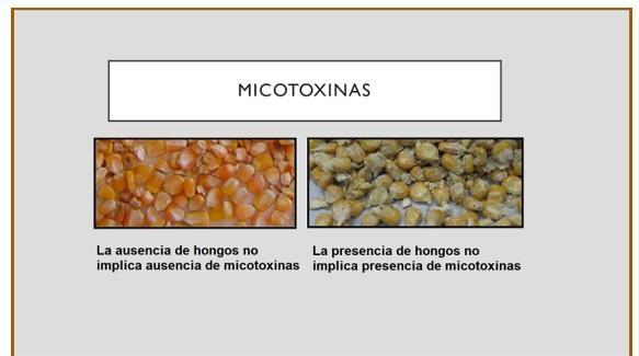 Micotoxinas, un verdadero problema - Image 3