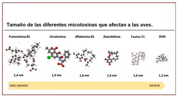Micotoxinas, un verdadero problema - Image 2