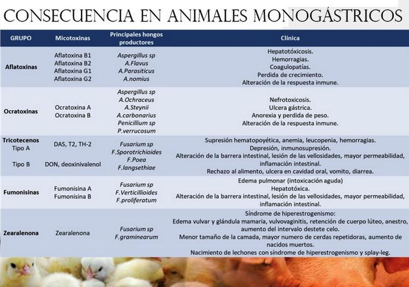 Micotoxinas en avicultura - Image 3