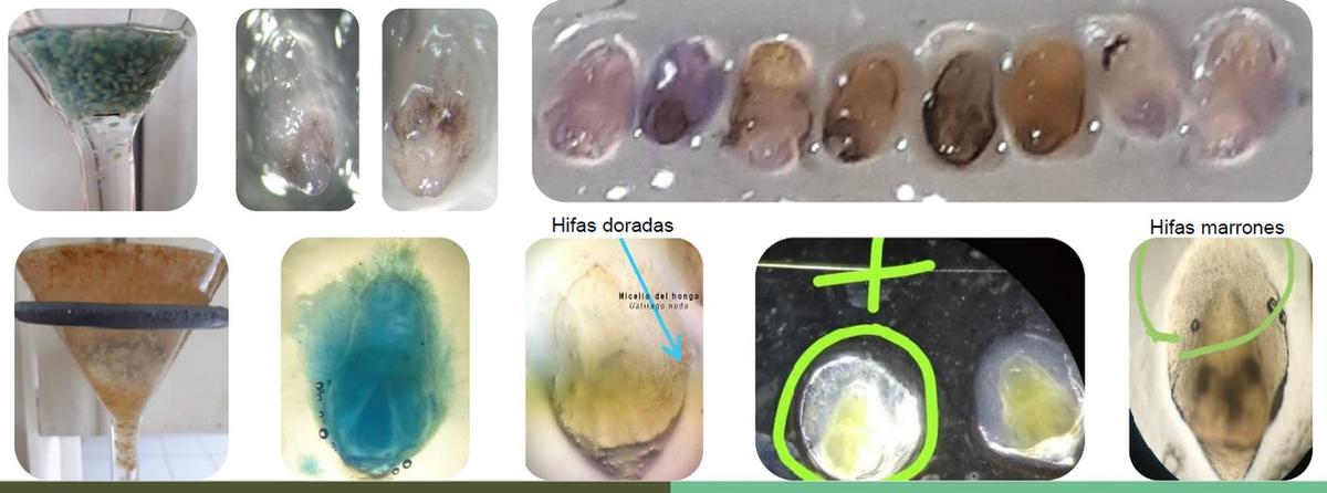 Detección de Ustilago spp. en semillas de Triticum spp. y Hordeum spp. - Image 2