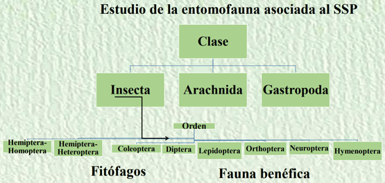 Establecimiento y evaluación de un SSP con Tithonia diversifolia (Hemsl.) Gray en la producción de leche en Cuba - Image 5