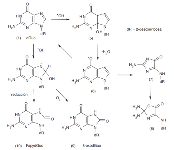 Figura N.10. Modificaciones principales sobre los segmentos de guanina del DNA por radicales hidroxilo que generan 8-oxodGuo productro principal de la oxidación del DNA[29] El daño sobre el DNA a partir de la peroxidacion endógena de lípidos (Lipoperoxidacion), Ha sido reconocido como un factor contribuyente durante la carcinogénesis. La Lipoperoxidacion es una reacción en cadena iniciada por los radicales libres sobre los ácidos grasos poliinsaturados que forman las membranas celulares, Su relación con el DNA es importante pues los aductos (Aducto: Producto formado por la unión de 2 moléculas sin que se altere su topología) exociclicos de origen endógeno del DNA pueden ser generados por diversos productos de la lipoperoxidacion, entre ellos los más importantes son el 4-hidroxi-2 nonenal (HNE), trans,-2,4-decadienal(DDE) y el malonaldehido(MDA), Los cuales pueden inducir daños en el DNA, ya sea mediante una reacción directo con las bases o bien a través de la reacción de compuestos electrofilicos tales como los epóxidos disfuncionales.[28]. 5.2 Daño a los Lípidos (Lipoperoxidacion). Los ácidos grasos que componen la membrana celular de los animales poseen de 14 a 24 átomos de carbono con posiciones de dobles ligaduras cis y esto los obliga a estar en una posision distal en una unión trans, Un doble enlace en una cadena hidrocarbonada impide la rotación de los grupos unidos a los átomos de carbono como se observa en la siguiente reacción (R-CH=CH-R)[30]. Los fosfolípidos contiene ácidos grasos con dobles ligaduras en las membranas celulares, Los lípidos de la membrana son moléculas anfipaticas(Poseen una parte polar hidrofilica y una NO polar hidrofóbica), estas contienen regiones hidrocarbonadas con poca afinidad por el agua y al estar en presencia de ella tienden a agregarse en forma de bicapa lipídica, que es la base estructural de la membrana en la que se insertan diversas proteínas, La fluidez de la membrana se debe a la presencia de las dobles ligaduras de los ácidos grasos poliinsaturados, cuando hay daño en estos ácidos grasos, la membrana se vuelve rígida [30](Ver figura N. 10).