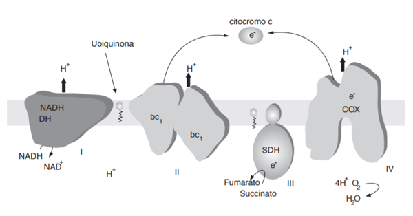 Figura N.5. Cadena respiratoria Mitocondrial. Complejos mitocondriales de la membrana.[17]